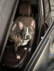 Found/Stray Male Dog last seen At John’s bluff , Jacksonville, FL 32246