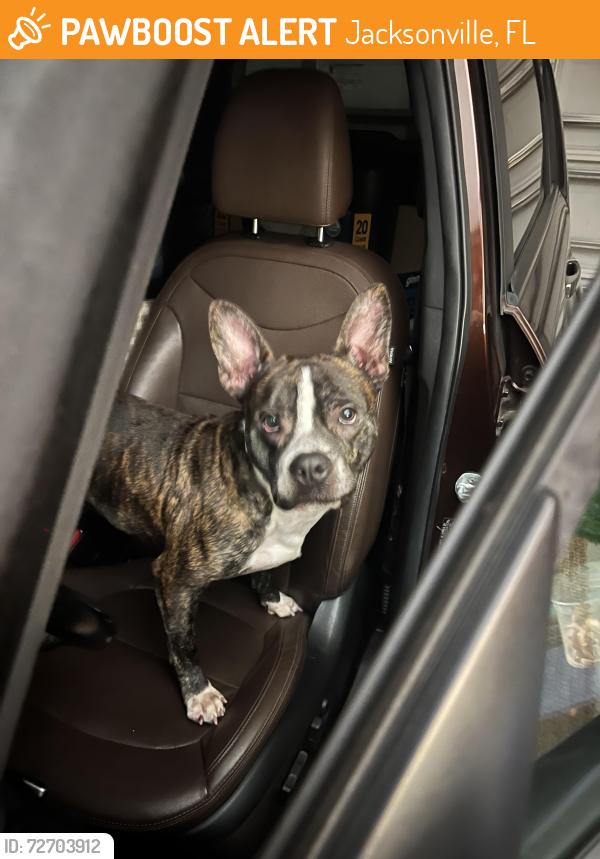 Found/Stray Male Dog last seen At John’s bluff , Jacksonville, FL 32246