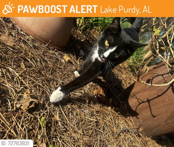Found/Stray Female Cat last seen Eagle Ridge apmts, Lake Purdy, AL 35242