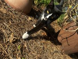 Found/Stray Female Cat last seen Eagle Ridge apmts, Lake Purdy, AL 35242