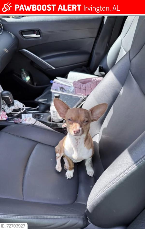 Lost Male Dog last seen 2 mile road, Irvington, AL 36544