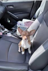 Lost Male Dog last seen 2 mile road, Irvington, AL 36544