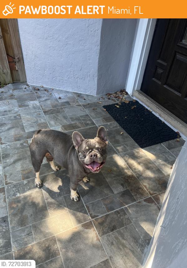 Found/Stray Male Dog last seen Deerwood villas , Miami, FL 33186