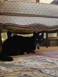 Found/Stray Unknown Cat last seen Northeastern Eye Institute , Mountain Top, PA 18707