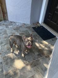 Found/Stray Male Dog last seen Deerwood villas , Miami, FL 33186
