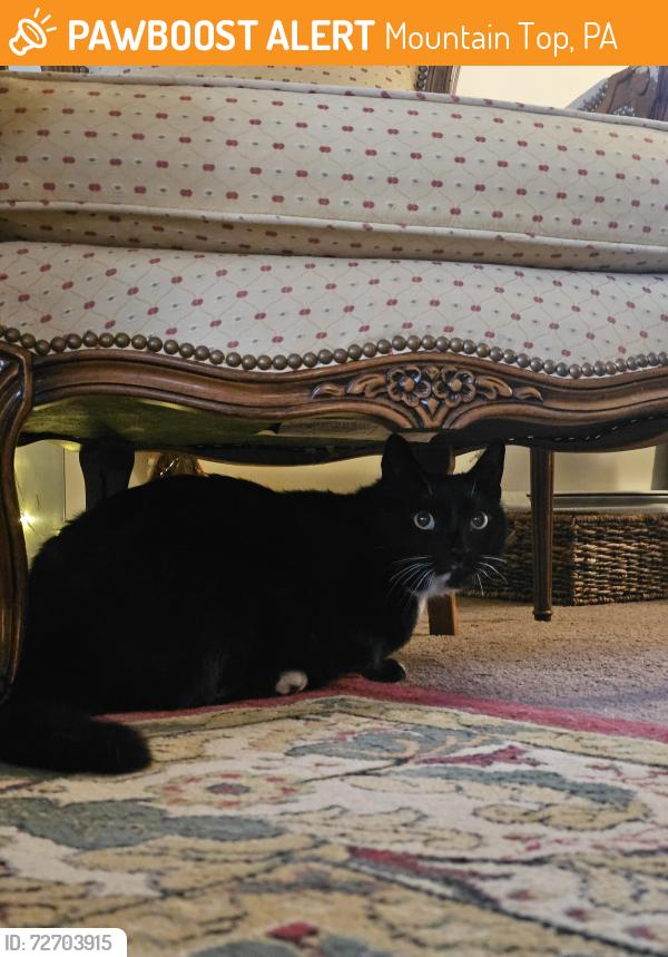 Found/Stray Unknown Cat last seen Northeastern Eye Institute , Mountain Top, PA 18707
