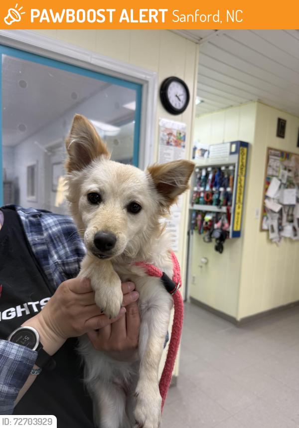 Found/Stray Female Dog last seen TRAMWAY DINER, Sanford, NC 27330
