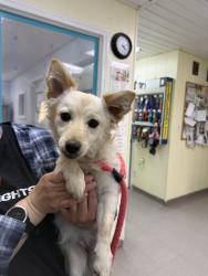 Found/Stray Female Dog last seen TRAMWAY DINER, Sanford, NC 27330