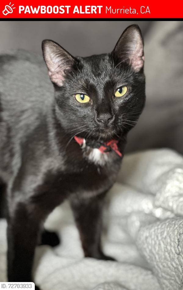 Lost Female Cat last seen Clinton Keith/Gingerbread, Murrieta, CA 92562