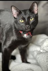 Lost Female Cat last seen Clinton Keith/Gingerbread, Murrieta, CA 92562