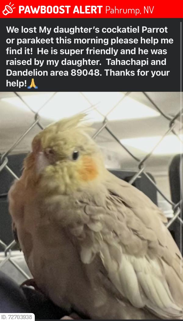Lost Unknown Bird last seen hmstd and dandelion area 89048, Pahrump, NV 89048