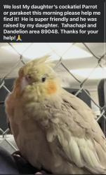 Lost Unknown Bird last seen hmstd and dandelion area 89048, Pahrump, NV 89048