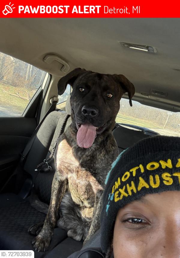 Lost Male Dog last seen Canton St. and Benson, Detroit, MI 48207