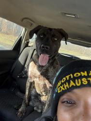 Lost Male Dog last seen Canton St. and Benson, Detroit, MI 48207