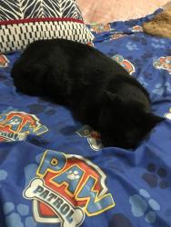 Lost Male Cat last seen Chatham Street & Chrystal ave Wvc ut 84119, Salt Lake City, UT 84119
