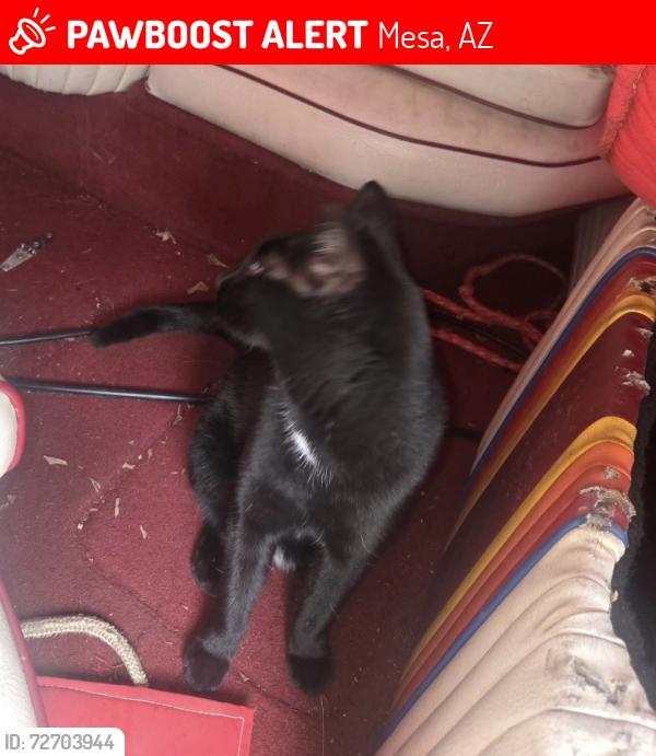 Lost Male Cat last seen 8th Ave and country club mesa, Mesa, AZ 85210