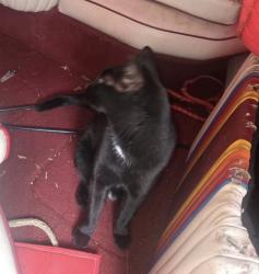 Lost Male Cat last seen 8th Ave and country club mesa, Mesa, AZ 85210