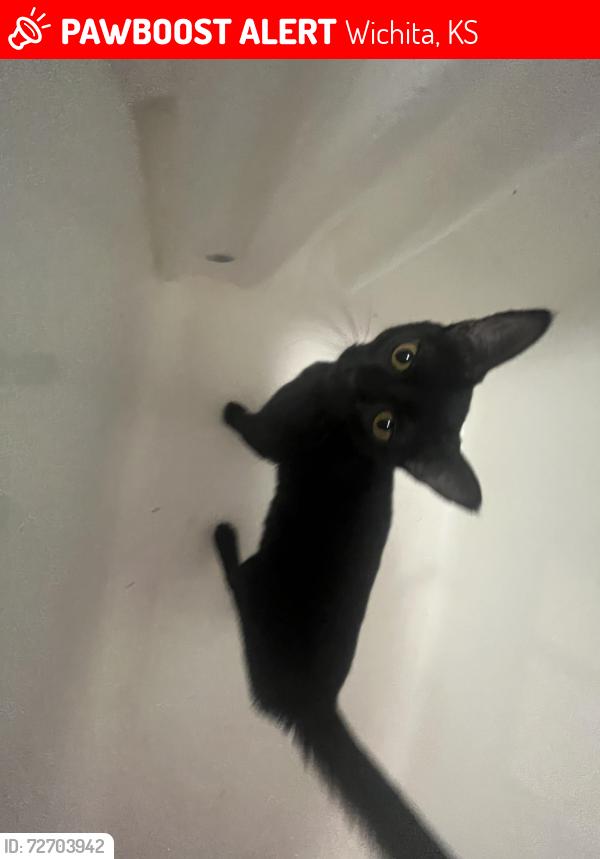 Lost Female Cat last seen Kawanas park , Wichita, KS 67212
