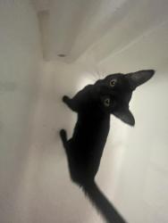Lost Female Cat last seen Kawanas park , Wichita, KS 67212