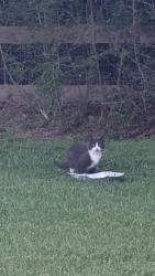 Found/Stray Unknown Cat last seen Green Branch Loop, Bryan, TX 77808