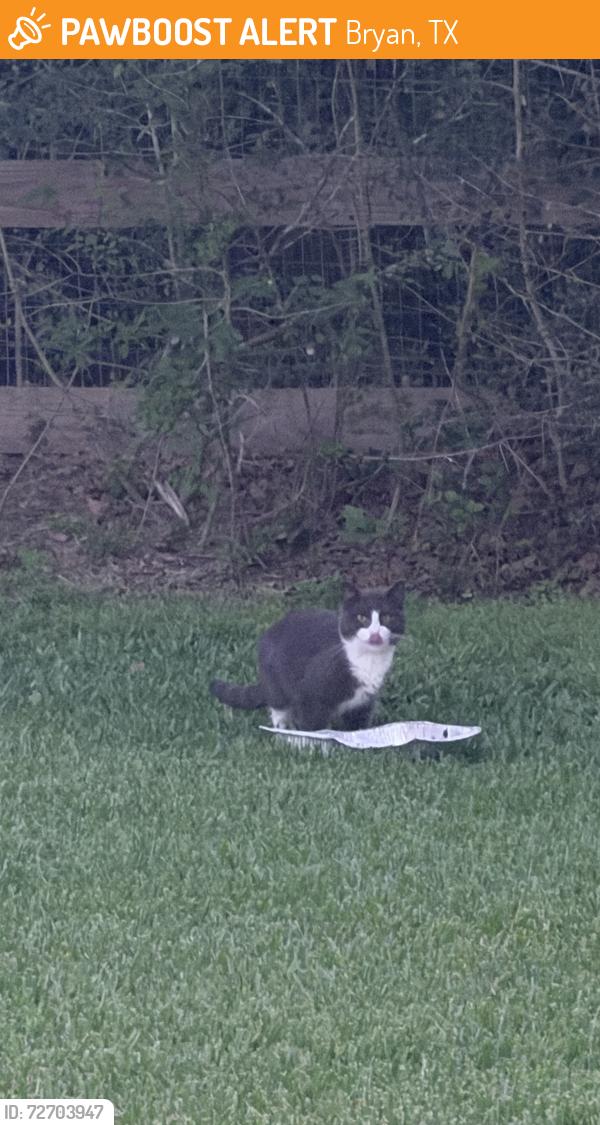 Found/Stray Unknown Cat last seen Green Branch Loop, Bryan, TX 77808