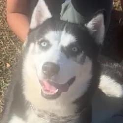 Lost Male Dog last seen New dorp, Staten Island, NY 10306