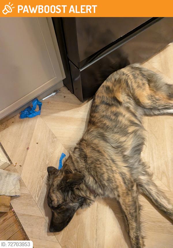 Found/Stray Female Dog last seen Highway 24, Anderson County, SC 29689