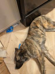 Found/Stray Female Dog last seen Highway 24, Anderson County, SC 29689