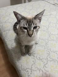 Lost Male Cat last seen Condomínio alvorada 2, Parque das Colinas, SP 13273-649
