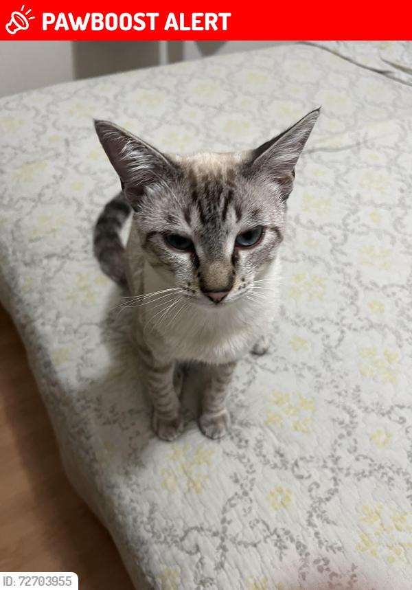 Lost Male Cat last seen Condomínio alvorada 2, Parque das Colinas, SP 13273-649