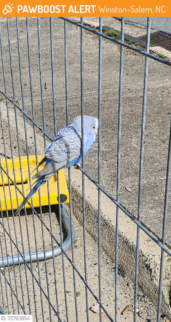 Found/Stray Unknown Bird last seen Akron Drive in Winston Salem, Winston-Salem, NC 27108