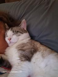 Lost Male Cat last seen Denhamn road, East Baton Rouge Parish, LA 70770