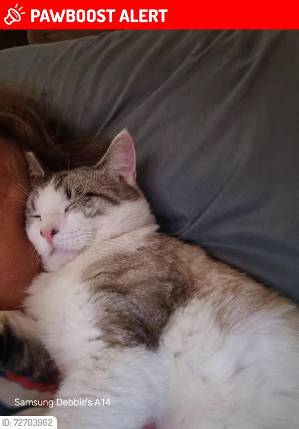 Lost Male Cat last seen Denhamn road, East Baton Rouge Parish, LA 70770