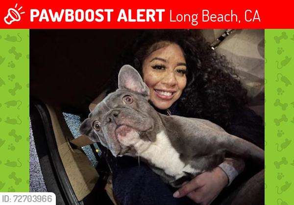 Lost Female Dog last seen Grocery store , Long Beach, CA 90810
