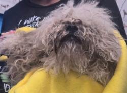 Shelter Stray Female Dog last seen HALEY ST BAKERSFIELD, Bakersfield, CA 93307