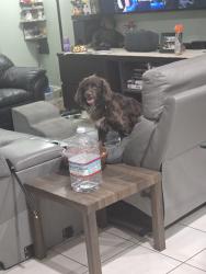 Lost Male Dog last seen Waterstone entrance, Homestead, FL 33033