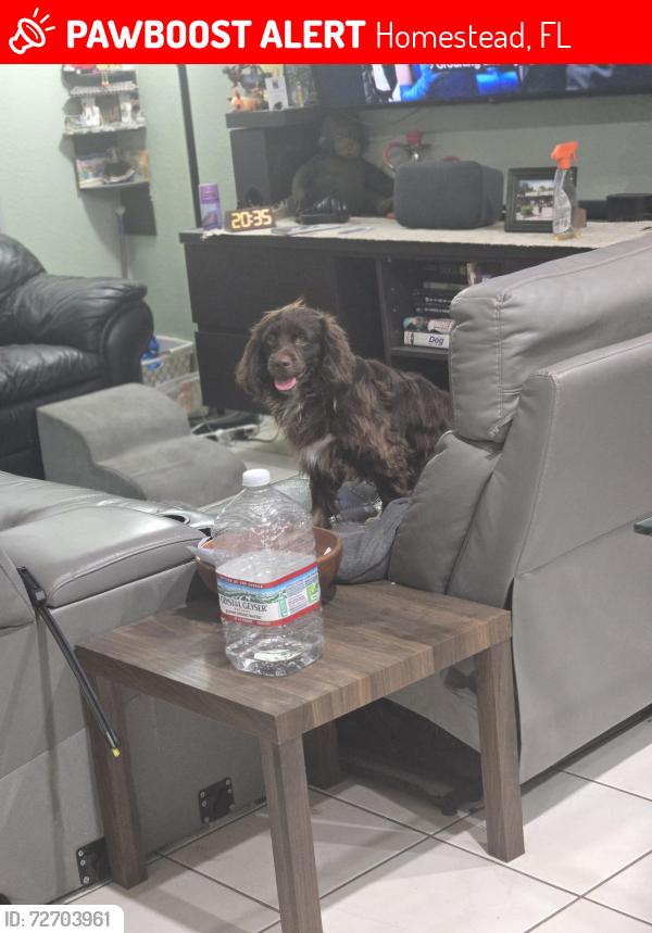 Lost Male Dog last seen Waterstone entrance, Homestead, FL 33033