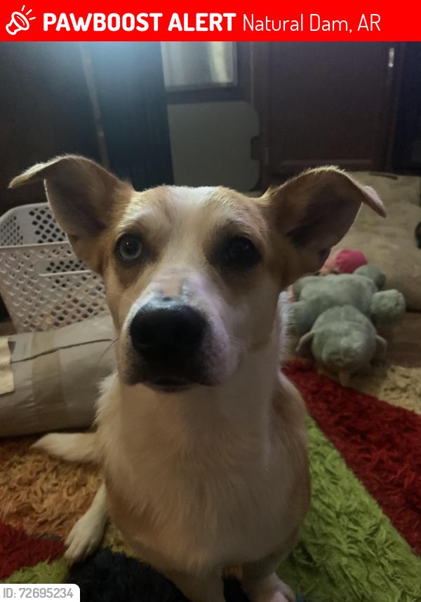 Lost Male Dog last seen Evansville fire department , Natural Dam, AR 72948
