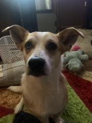 Lost Male Dog last seen Evansville fire department , Natural Dam, AR 72948