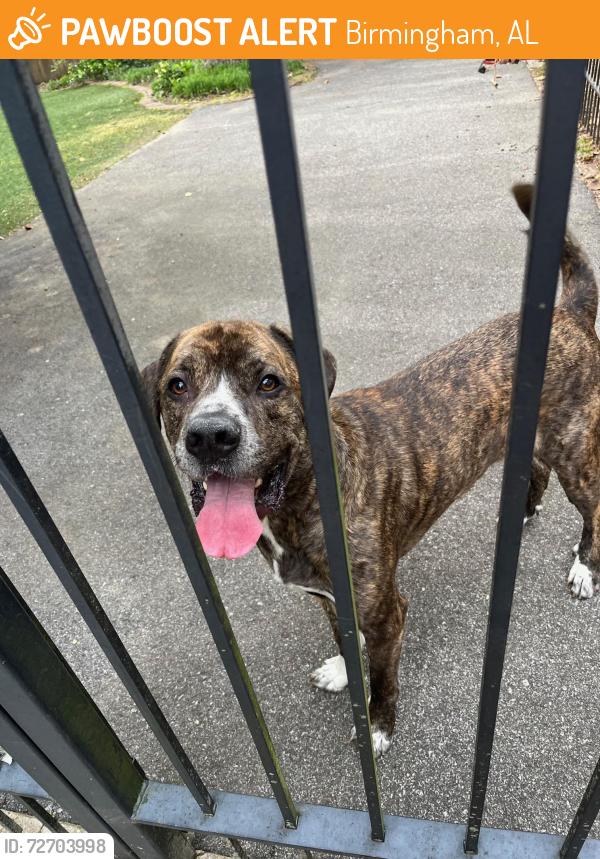 Found/Stray Male Dog last seen 13th Ave South, Birmingham, AL 35295