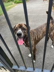 Found/Stray Male Dog last seen 13th Ave South, Birmingham, AL 35295