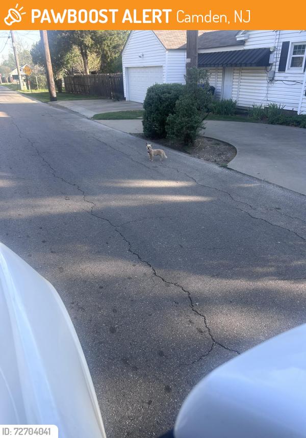 Found/Stray Unknown Dog last seen 27th and colcord , Camden, NJ 08105