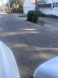 Found/Stray Unknown Dog last seen 27th and colcord , Camden, NJ 08105