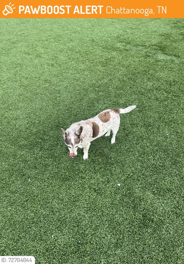 Found/Stray Unknown Dog last seen Chattanooga Choo Choo grass area, Chattanooga, TN 37408