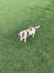 Found/Stray Unknown Dog last seen Chattanooga Choo Choo grass area, Chattanooga, TN 37408