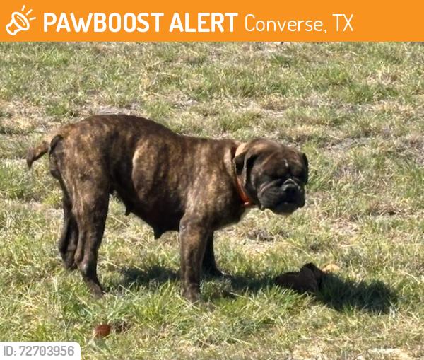Found/Stray Female Dog last seen Fruedenberg rd&graytown rd, Converse, TX 78109