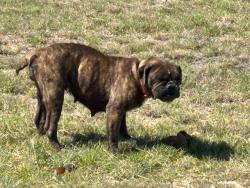 Found/Stray Female Dog last seen Fruedenberg rd&graytown rd, Converse, TX 78109
