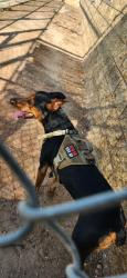 Found/Stray Male Dog last seen El cerrito sports park, Corona, CA 92881