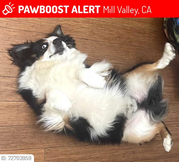 Lost Male Dog last seen Marin Headlands, Mill Valley, CA 94941