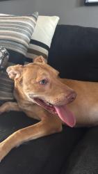Found/Stray Female Dog last seen Mystic bend, Brownsville, TX 78526